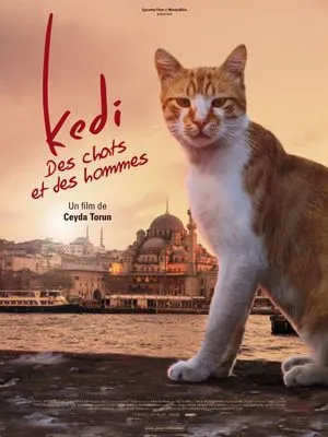 Kedi - Des chats et des hommes