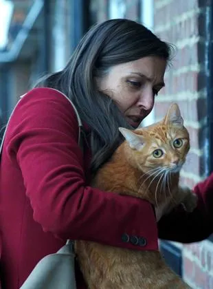 Un chat dans le mur