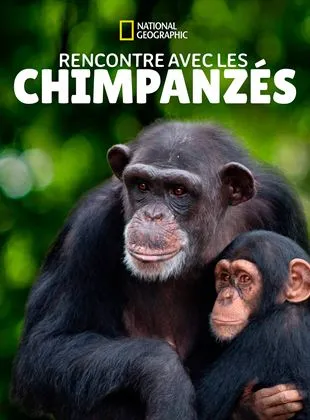 Rencontre avec les chimpanzés