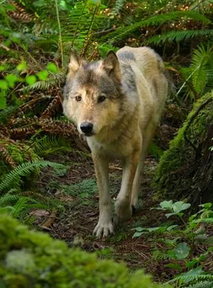 Bienvenue sur l'île des loups