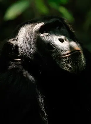 L'Empire des chimpanzés