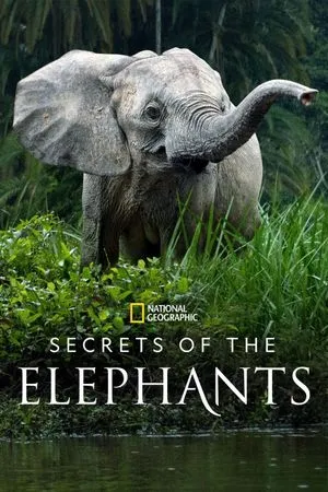 Les Secrets des éléphants